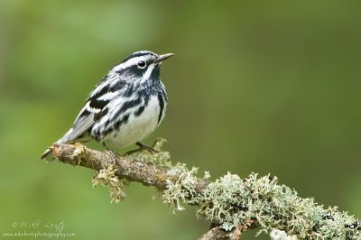 Black and White warbler