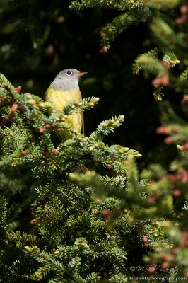 Connecticut Warbler