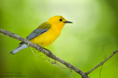 Prothonatary warbler posed
