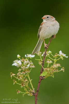 Field Sparrow on flowering shrub