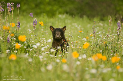 Black Bear Cub in field of flowers