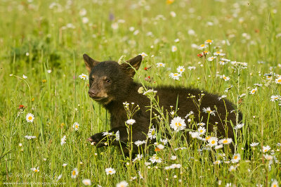 Black Bear cub strolls through flowers