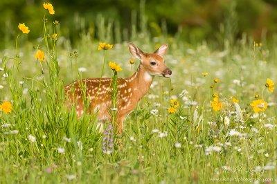 Fawn in flowers