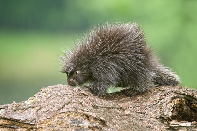 Porcupine on log