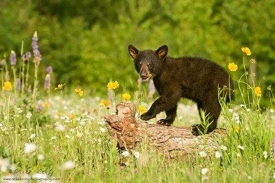 Black bear cub on log