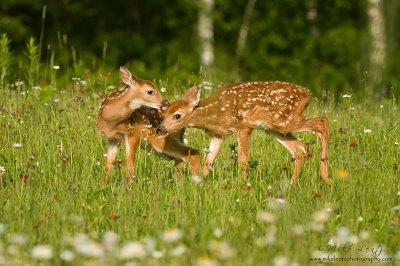 Fawn Affection
