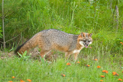 Gray Fox