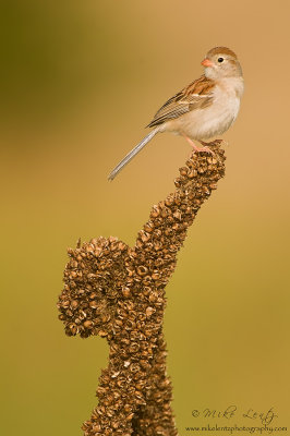 Field sparrow on common mullien
