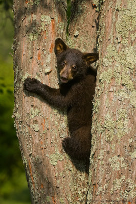 Black bear cub up lichen covered tree