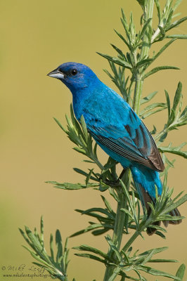 Indigo Bunting