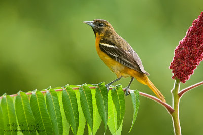 Baltimore Oriole on sumac