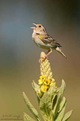 Grasshopper sparrow on flowering Common Mullein