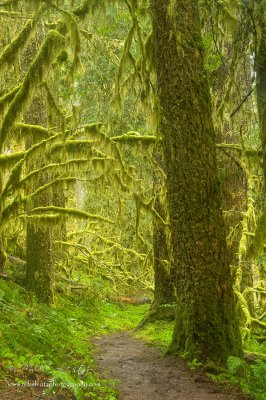 Columbia river gorge woods