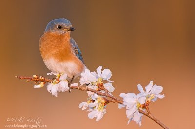 Eastern Bluebird 