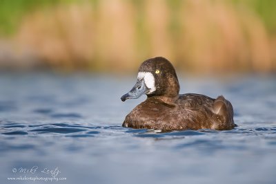 Scaup on the water