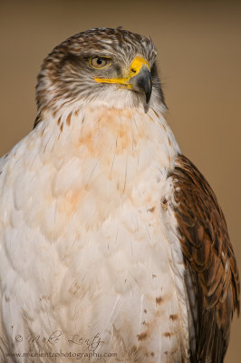 Ferruginous Hawk portrait