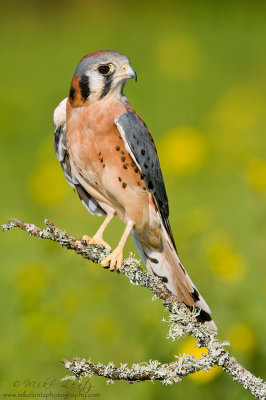 Kestral perched