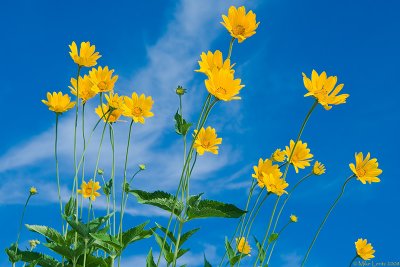 Coreopsis to the sky