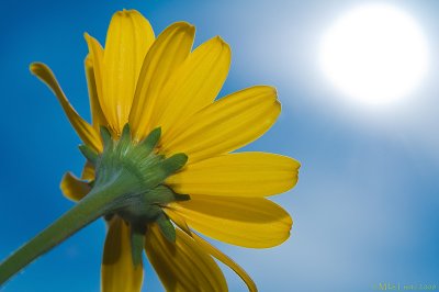 Coreopsis reaches for the sun 