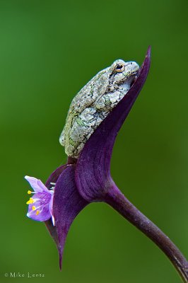 Green tree frog on purple flower