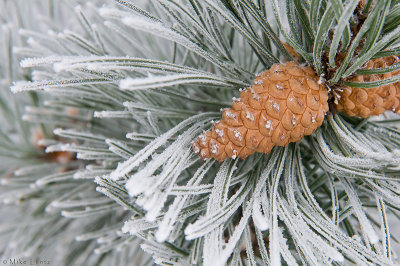 Hoar frost pine and cone 
