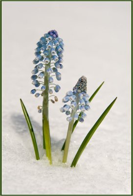 snow and flower