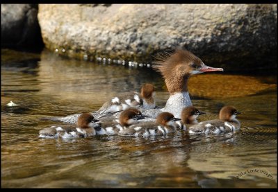 Common merganser with young ones