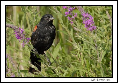 Red Wing Blackbird posing