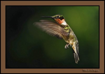 Male Hummingbird beauty!