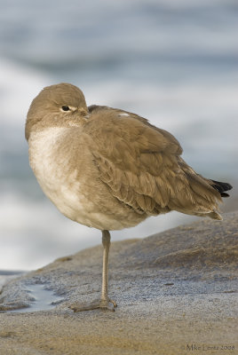 Willet (basic plumage)