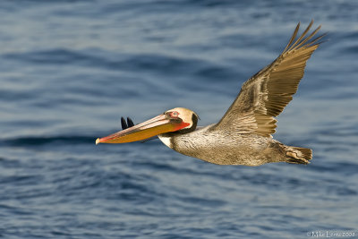 pelican broadside