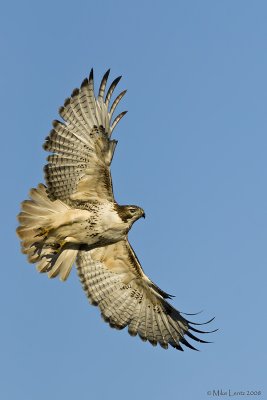 Red Tailed hawk