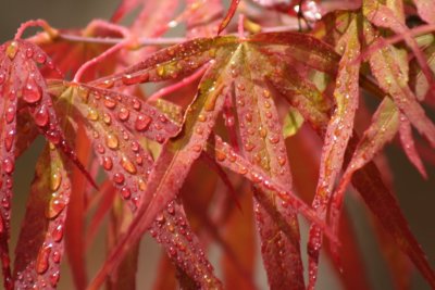 Acer leaves with droplets
