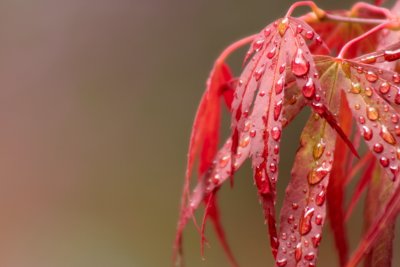 Acer leaves with droplets
