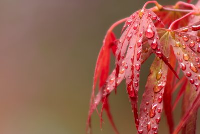 Acer leaves with droplets