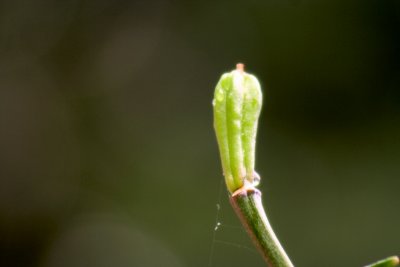 Seed pod from a lilly