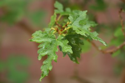 Mulberry tree leaves