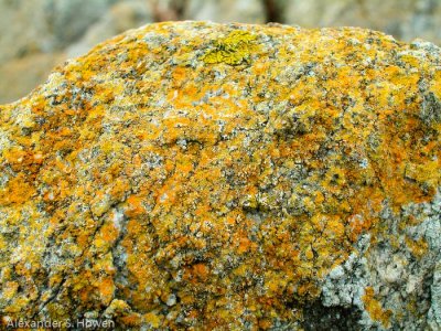 A yellow rock