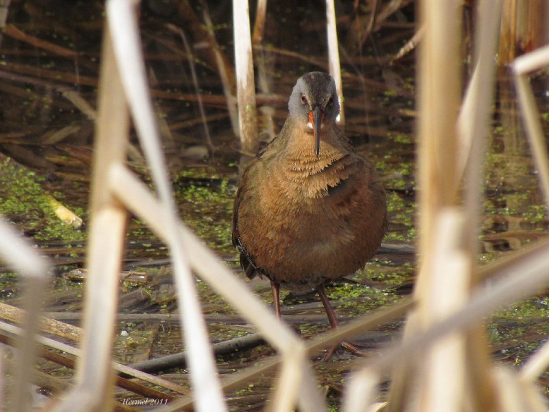 Rle de Virginie - Virginia rail