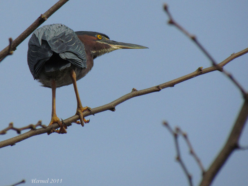 Hron vert - Green Heron