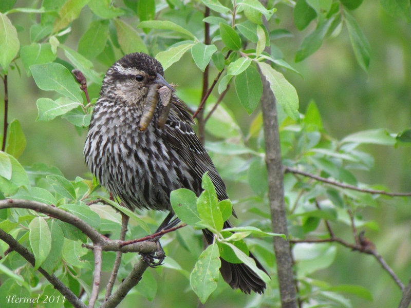 Carouge  paulettes - Red-winged Blackbird