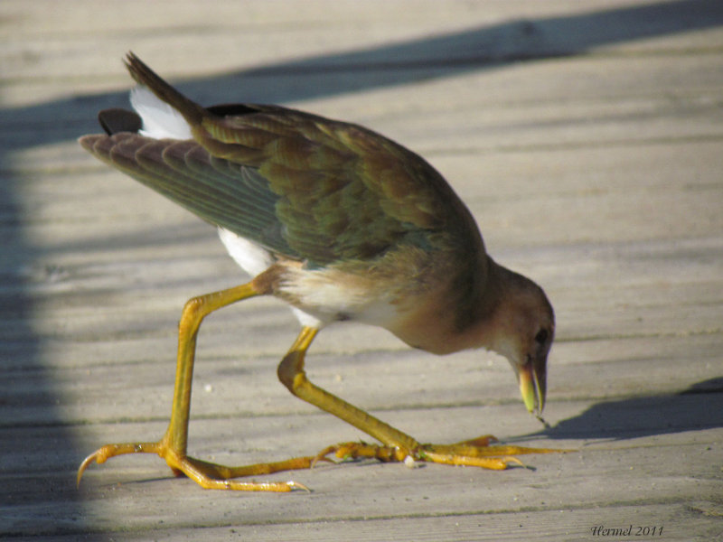 Talve violace (imm) - Purple Gallinule (juv)