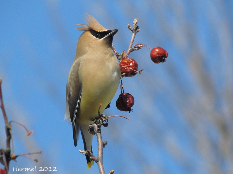 Jaseur dAmrique - Cedar Waxwing