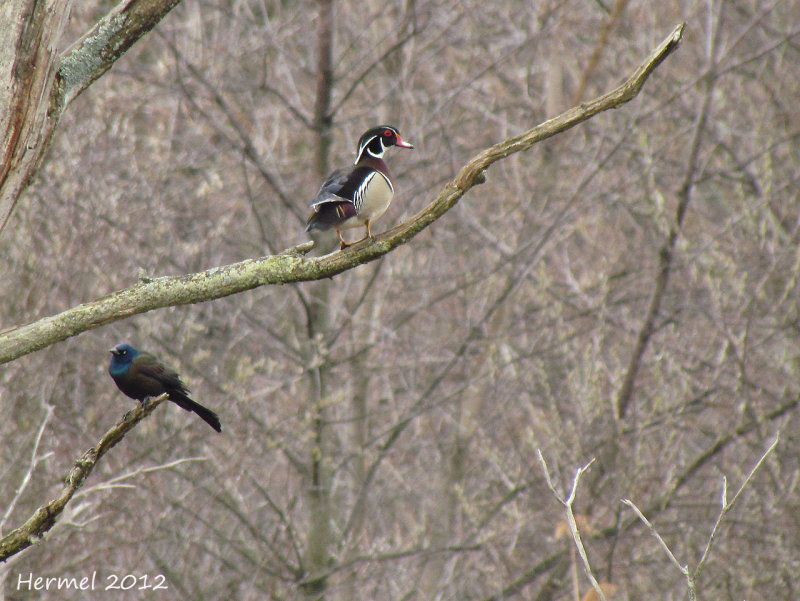 Quiscale bronz/Canard branchu - Common Grackle/Wood Duck