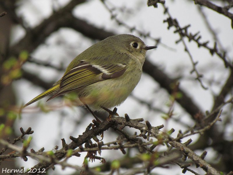 Roitelet  couronne rubis - Ruby-crowned Kinglet