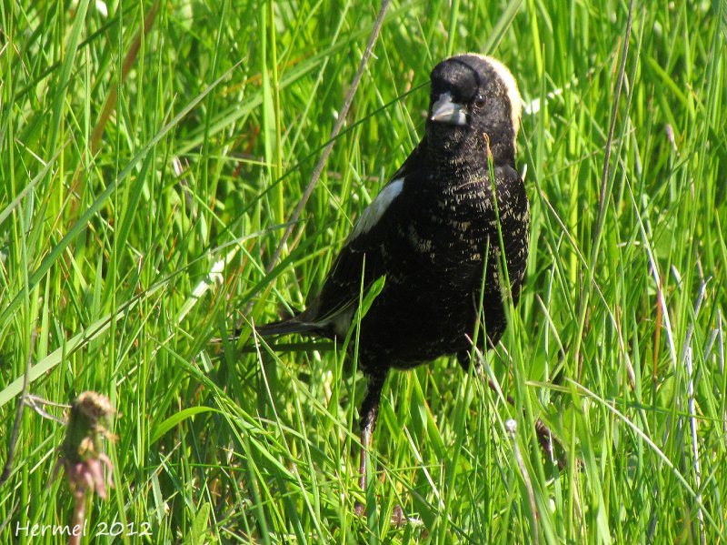 Goglu des prs - Bobolink