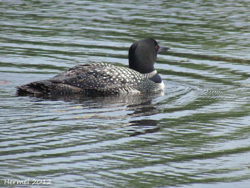 Plongeon Huard  - Common Loon