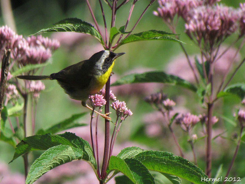 Paruline masque - Common Yellowthroat