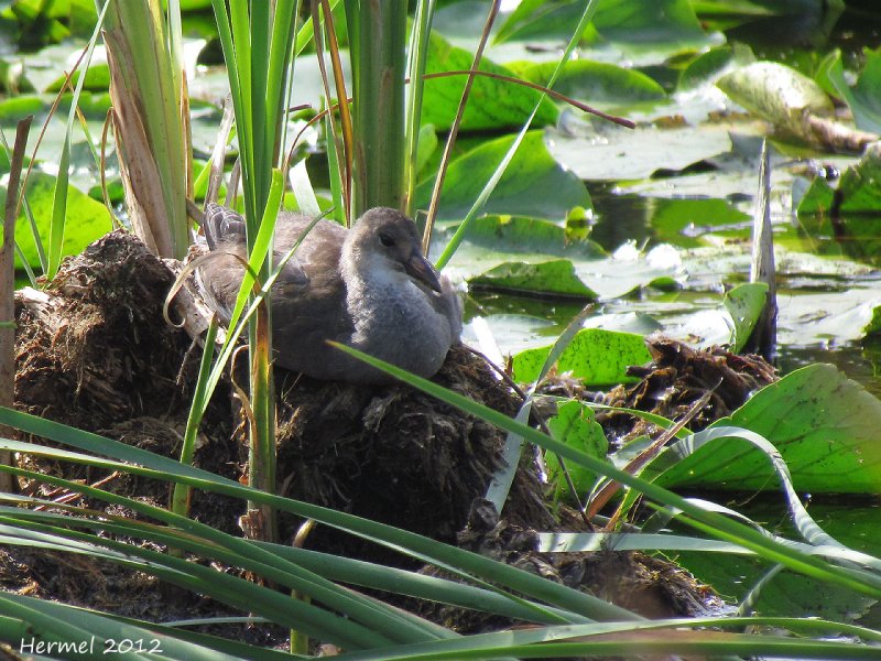 Gallinule (juv) - Common Moorhen (juv)