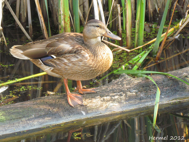 Canard Colvert - Mallard